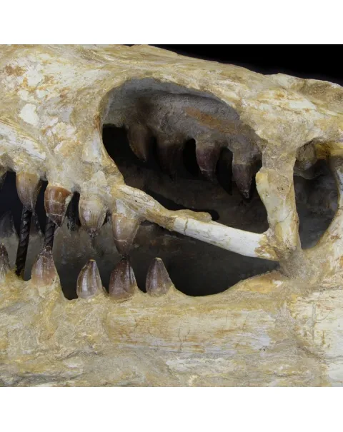 Cranio Fossile Mosasaurus