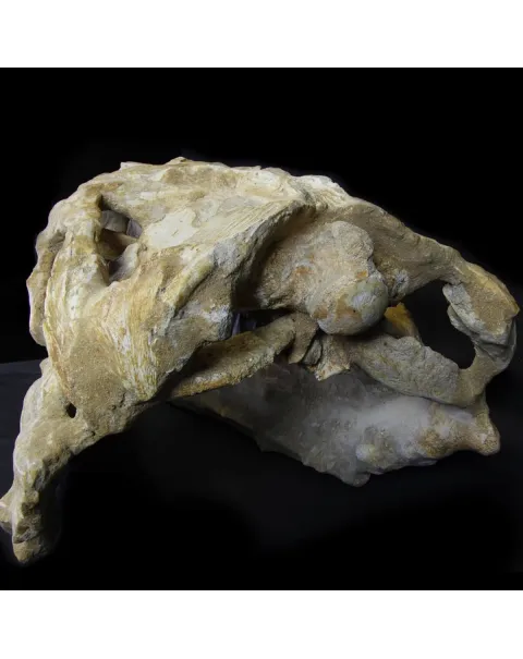 Cranio Fossile Mosasaurus