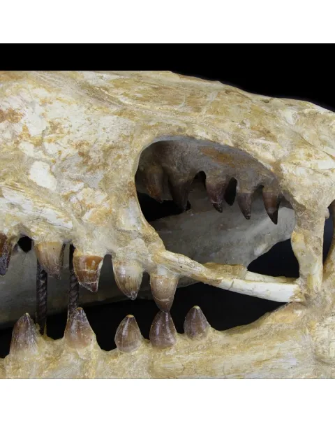 Cranio Fossile Mosasaurus