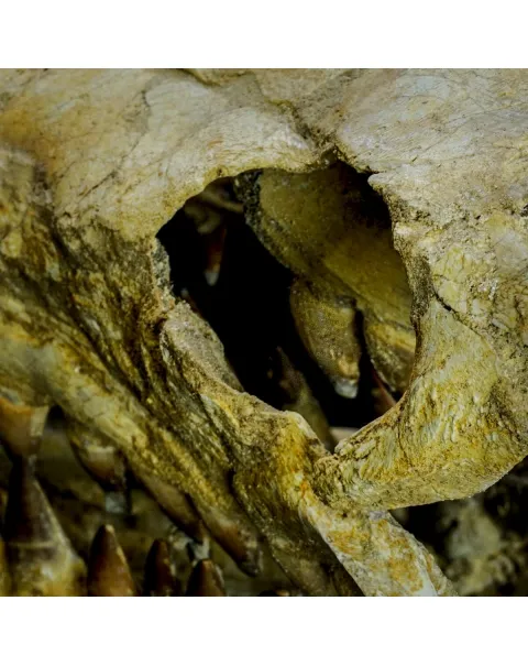 Cranio Fossile Mosasaurus
