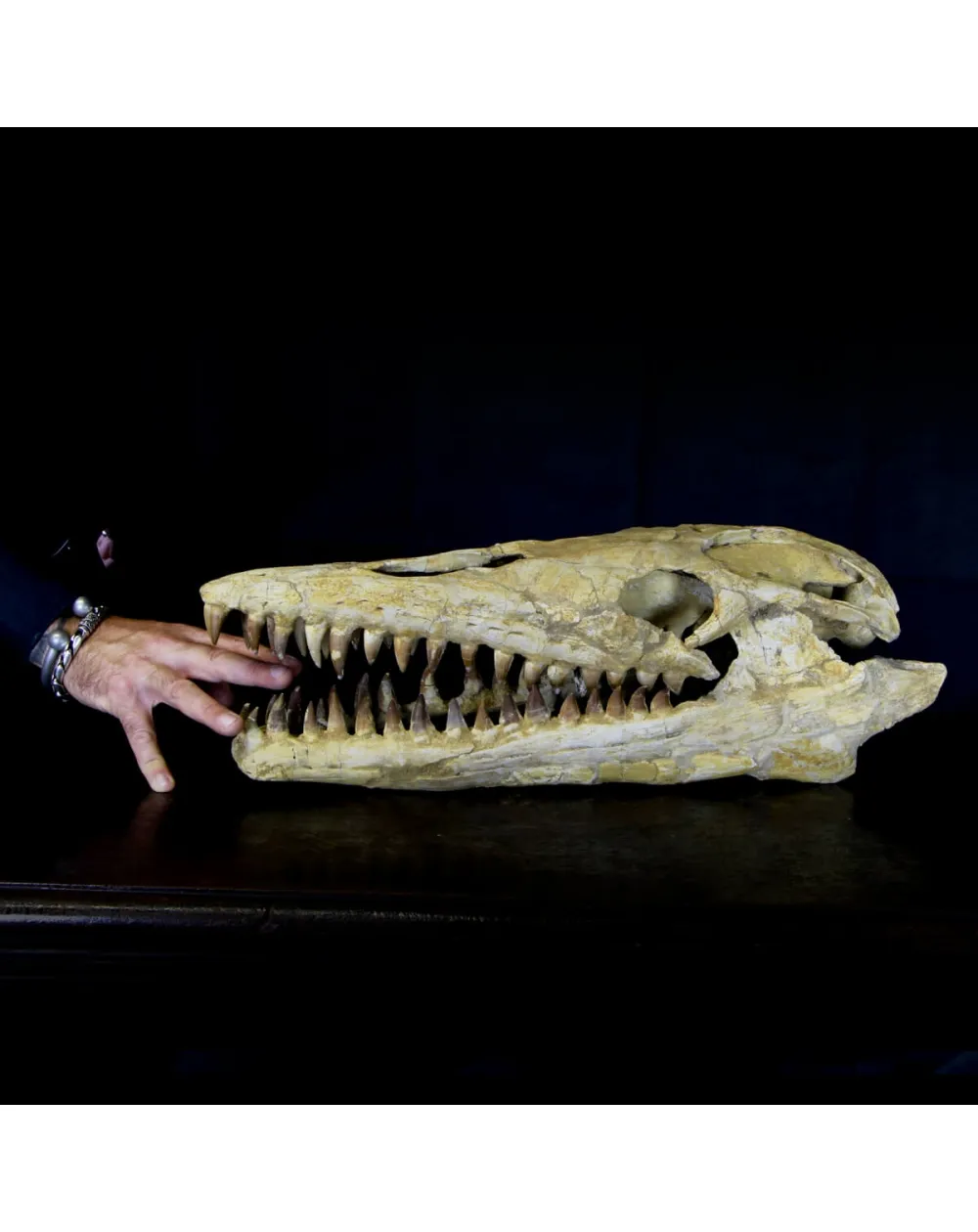 Cranio Fossile Mosasaurus
