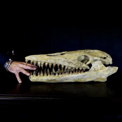 Cranio Fossile Mosasaurus
