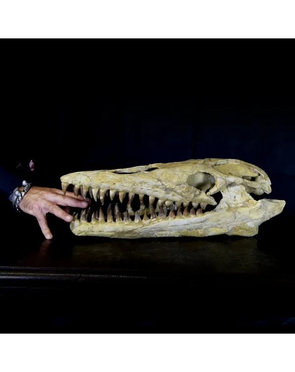 Cranio Fossile Mosasaurus