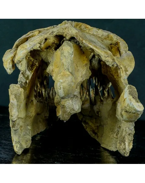 Cranio Fossile Mosasaurus