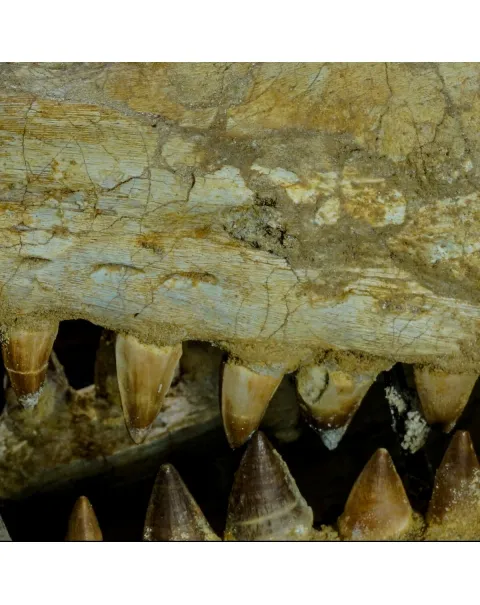 Cranio Fossile Mosasaurus