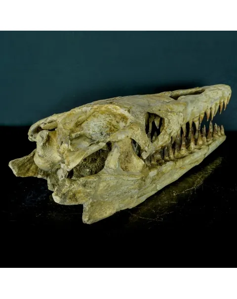 Cranio Fossile Mosasaurus