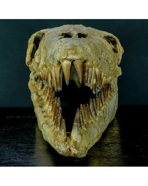 Cranio Fossile Mosasaurus