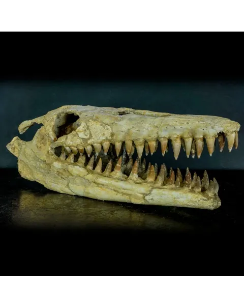 Cranio Fossile Mosasaurus