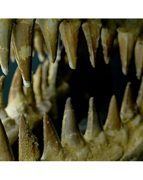 Cranio Fossile Mosasaurus