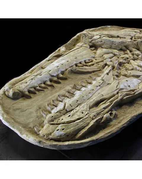 Cranio Fossile Mosasaurus