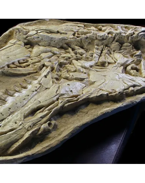 Cranio Fossile Mosasaurus