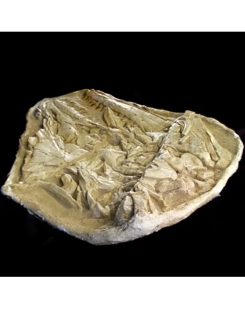 Cranio Fossile Mosasaurus