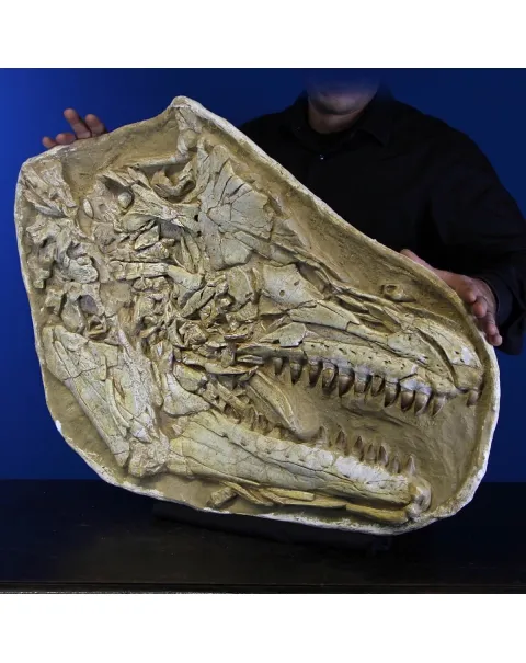 Cranio Fossile Mosasaurus