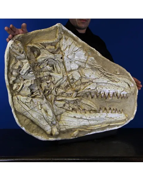 Cranio Fossile Mosasaurus