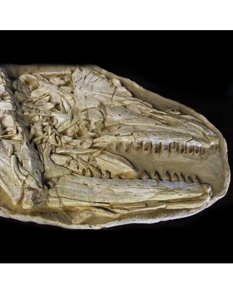 Cranio Fossile Mosasaurus
