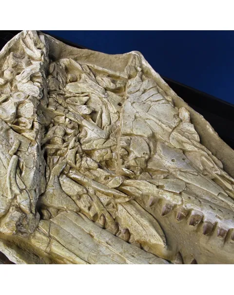 Cranio Fossile Mosasaurus