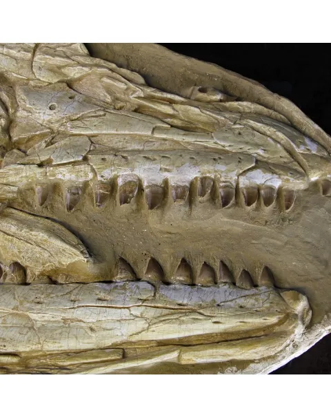 Cranio Fossile Mosasaurus