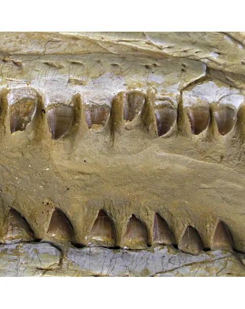 Cranio Fossile Mosasaurus