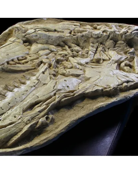 Cranio Fossile Mosasaurus