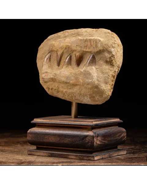 Mascella Mosasaurus montato su base decorativa