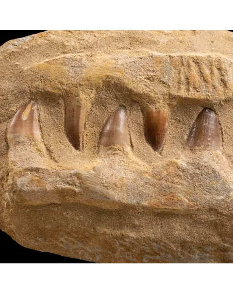 Mascella Mosasaurus montato su base decorativa