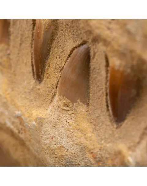 Mascella Mosasaurus montato su base decorativa
