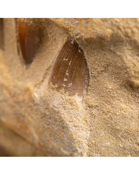 Mascella Mosasaurus montato su base decorativa