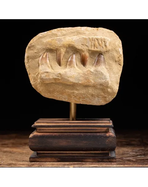 Mascella Mosasaurus montato su base decorativa