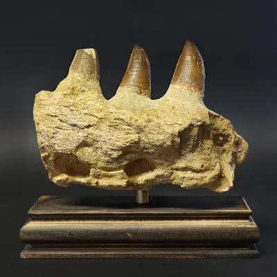 Mascella Mosasaurus su piedistallo