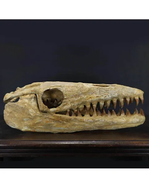 Cranio Fossile Mosasaurus