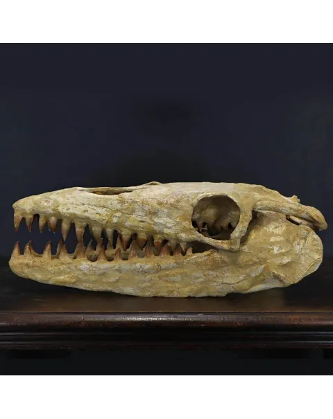 Cranio Fossile Mosasaurus