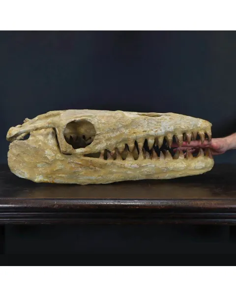 Cranio Fossile Mosasaurus