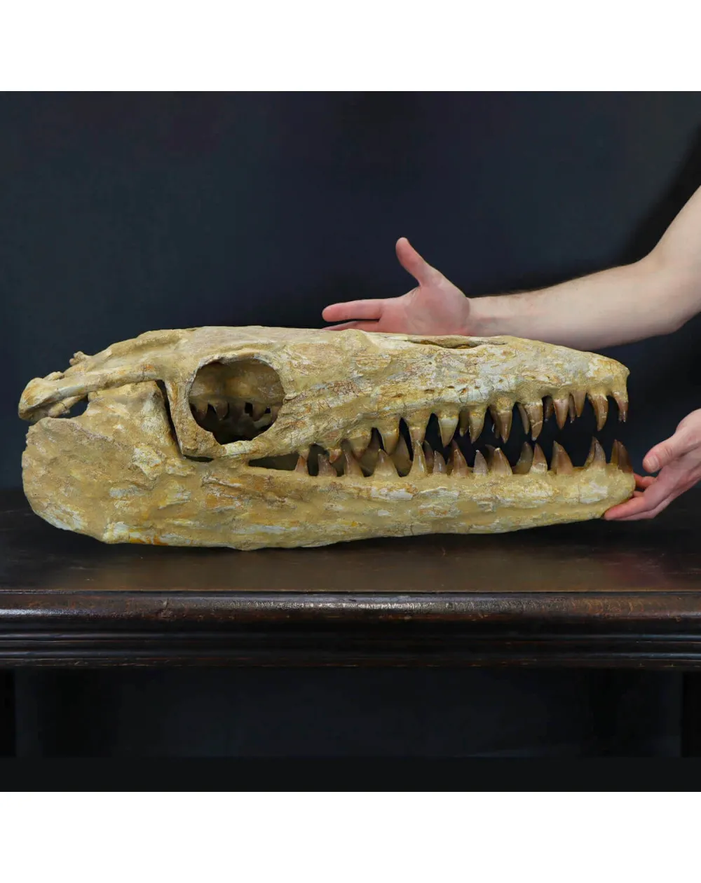 Cranio Fossile Mosasaurus