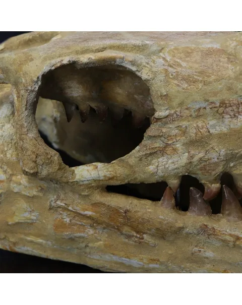 Cranio Fossile Mosasaurus