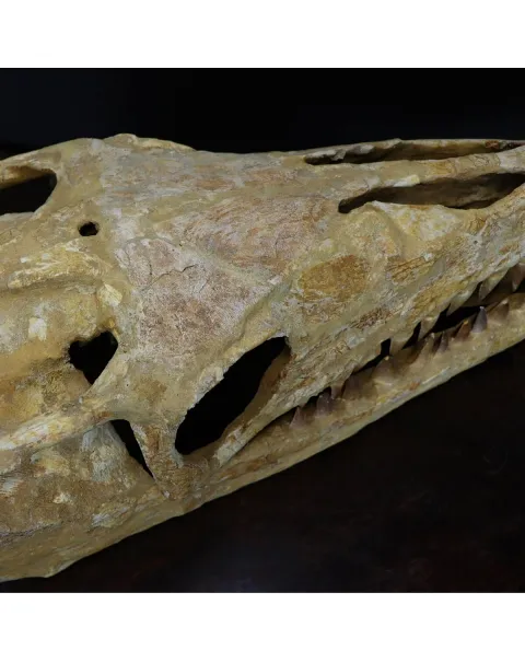 Cranio Fossile Mosasaurus