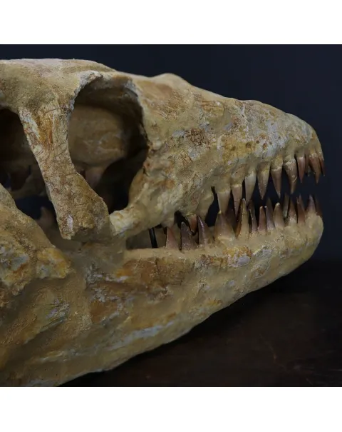 Cranio Fossile Mosasaurus