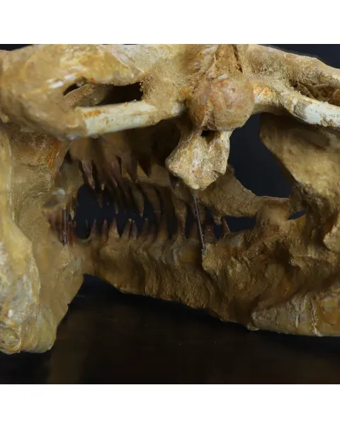 Cranio Fossile Mosasaurus