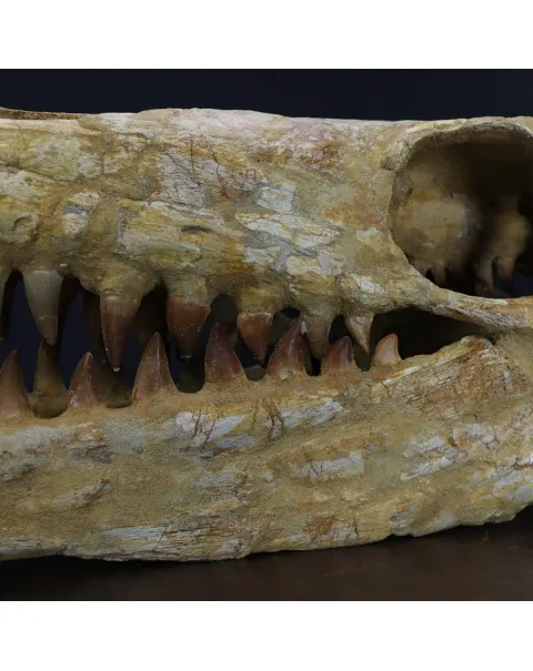 Cranio Fossile Mosasaurus
