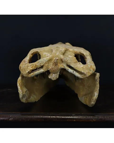 Cranio Fossile Mosasaurus