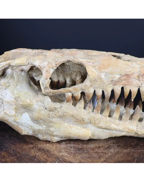 Cranio Fossile Mosasaurus