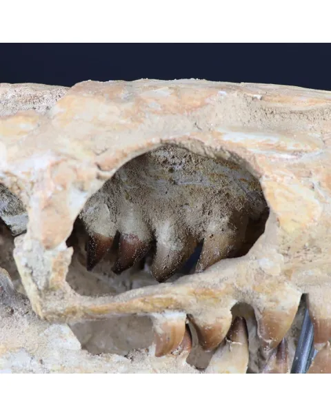 Cranio Fossile Mosasaurus