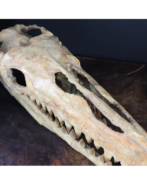 Cranio Fossile Mosasaurus