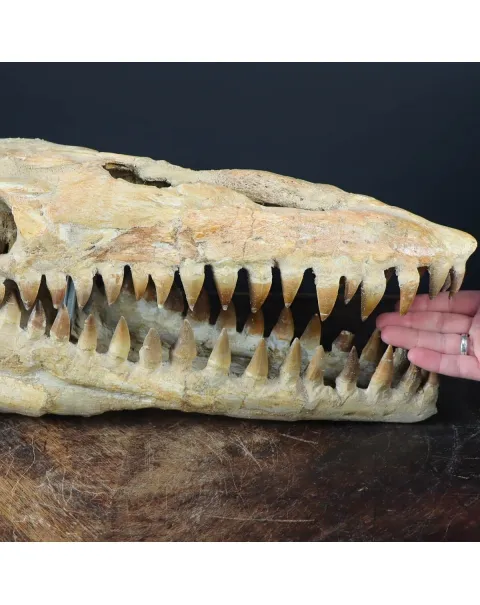 Cranio Fossile Mosasaurus