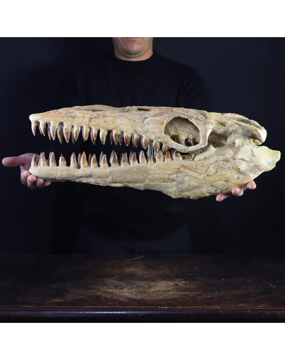 Cranio Fossile Mosasaurus