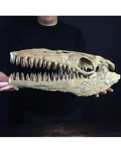 Cranio Fossile Mosasaurus