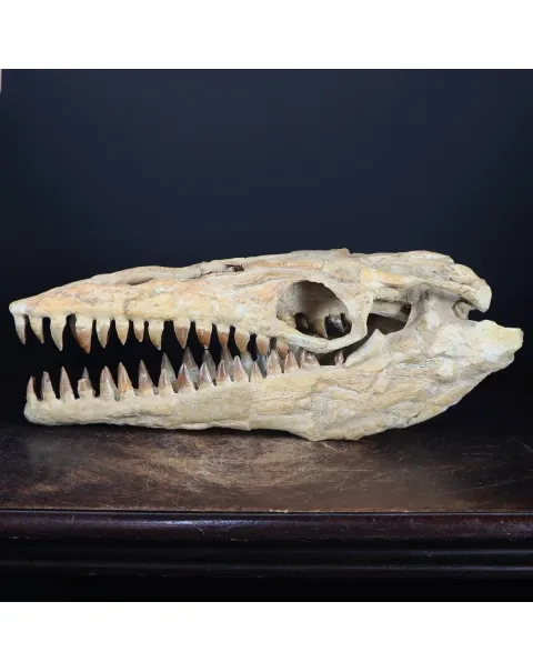 Cranio Fossile Mosasaurus