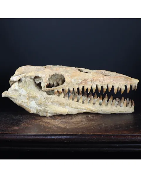 Cranio Fossile Mosasaurus