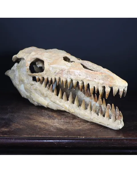 Cranio Fossile Mosasaurus