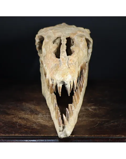 Cranio Fossile Mosasaurus