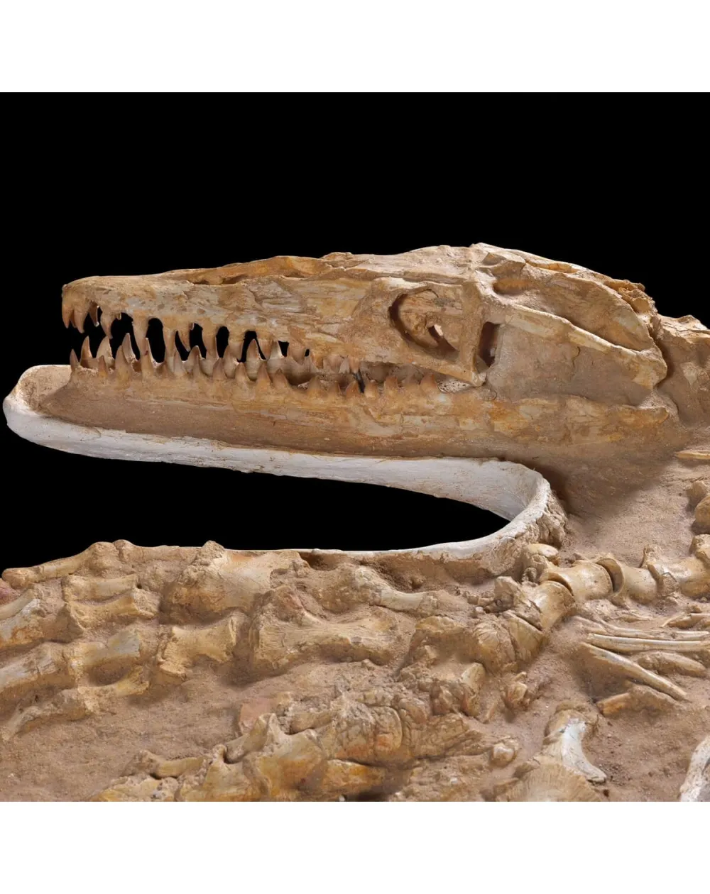 Fossile Mosasaurus